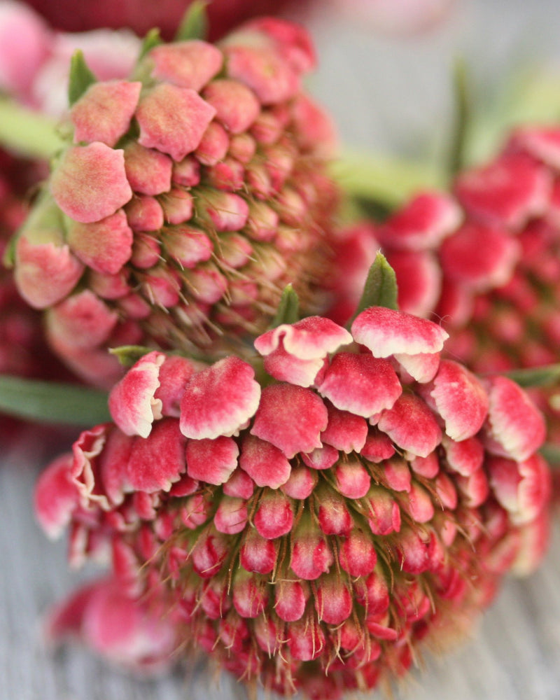 19479_Ett_rige_scabiosa_Salmon_Rose_2