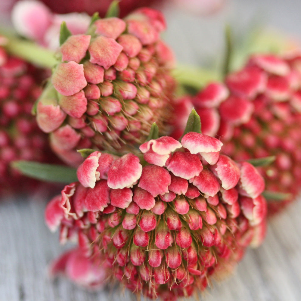 19479_Ett_rige_scabiosa_Salmon_Rose_2