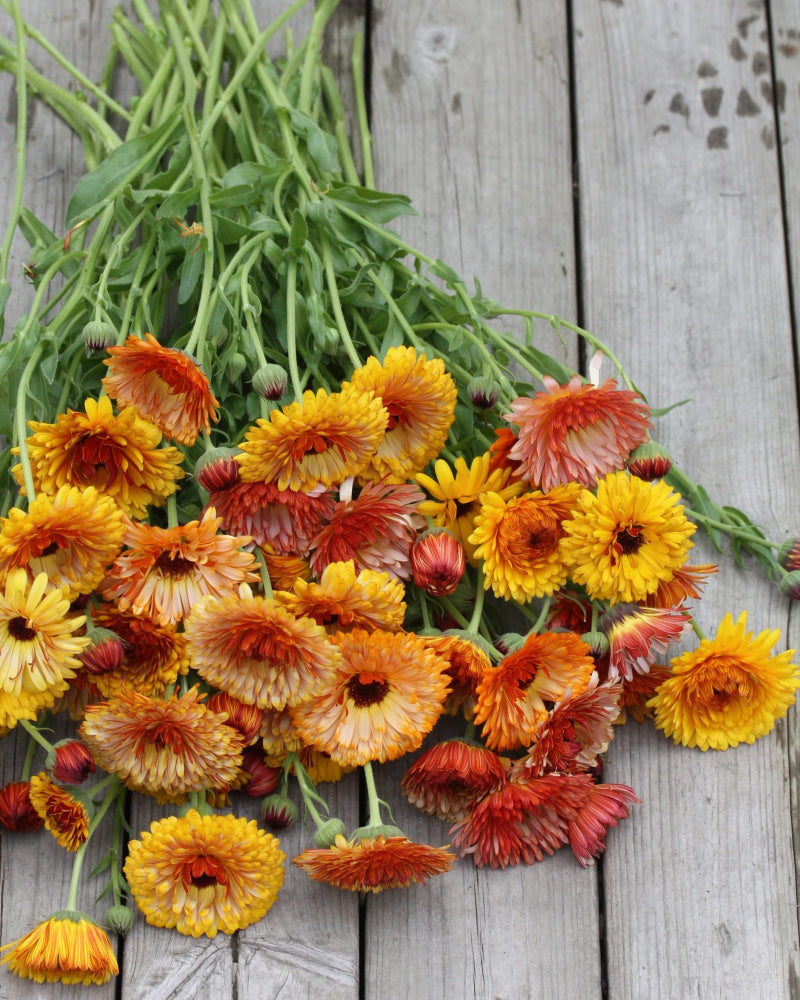 Ringblomst Flashback Mix – tett blomstring i varme farger