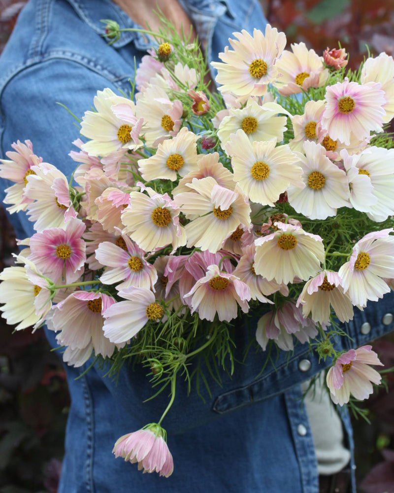 Cosmos Apricot Lemonade blomster i aprikos og sitrongule nyanser