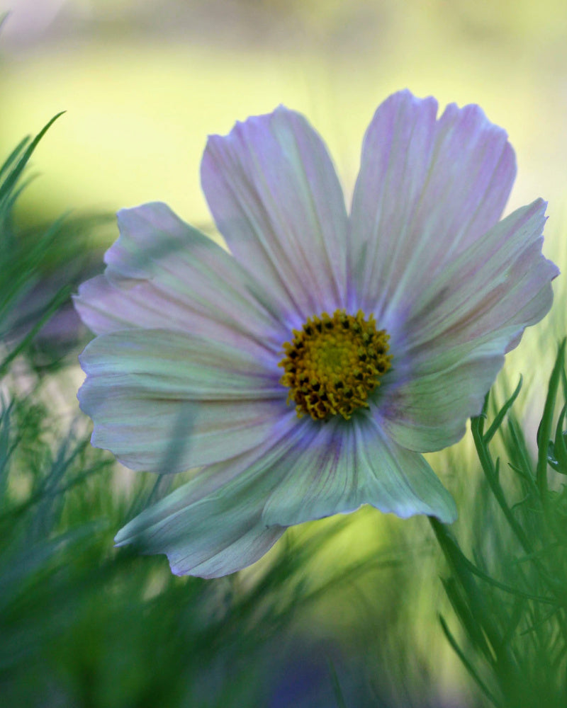 Cosmos Apricot Lemonade frø - ettårig hageblomst