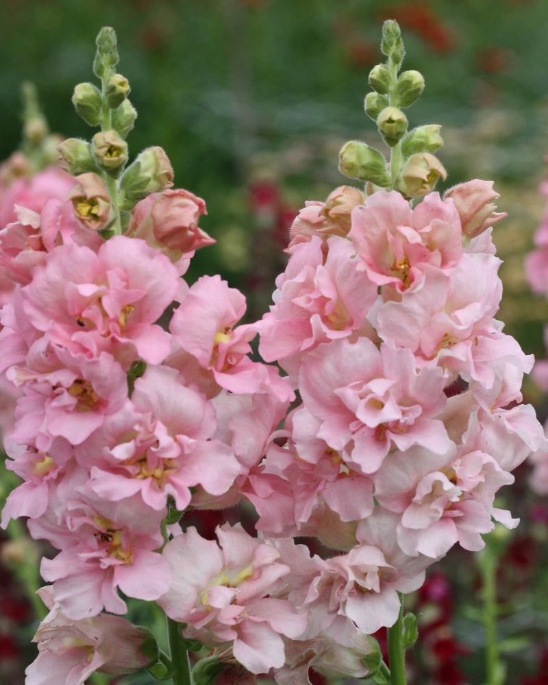 22095_L_vemunn_Madam_Butterfly_Pink_1