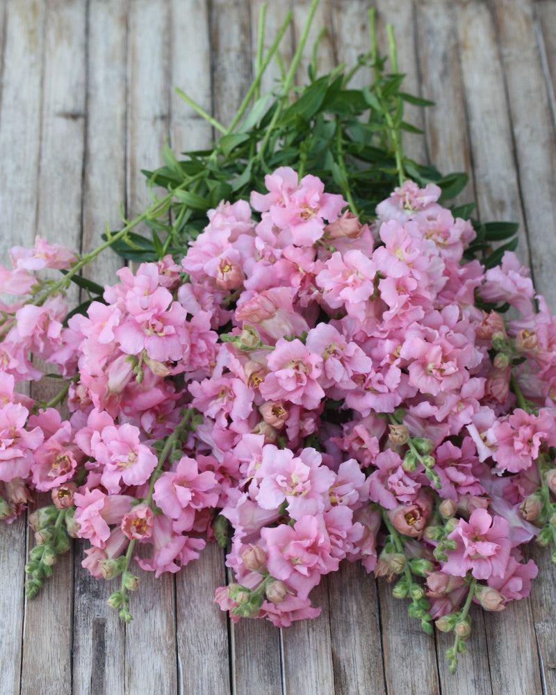 22095_L_vemunn_Madam_Butterfly_Pink_2