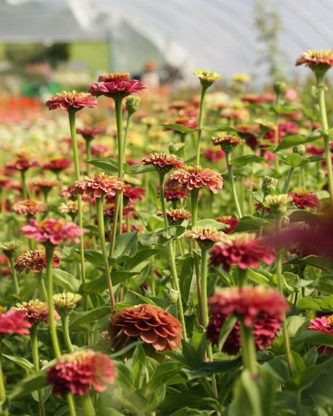 Zinnia Queen Red Lime blomster i varierende rosa og limegrønne toner