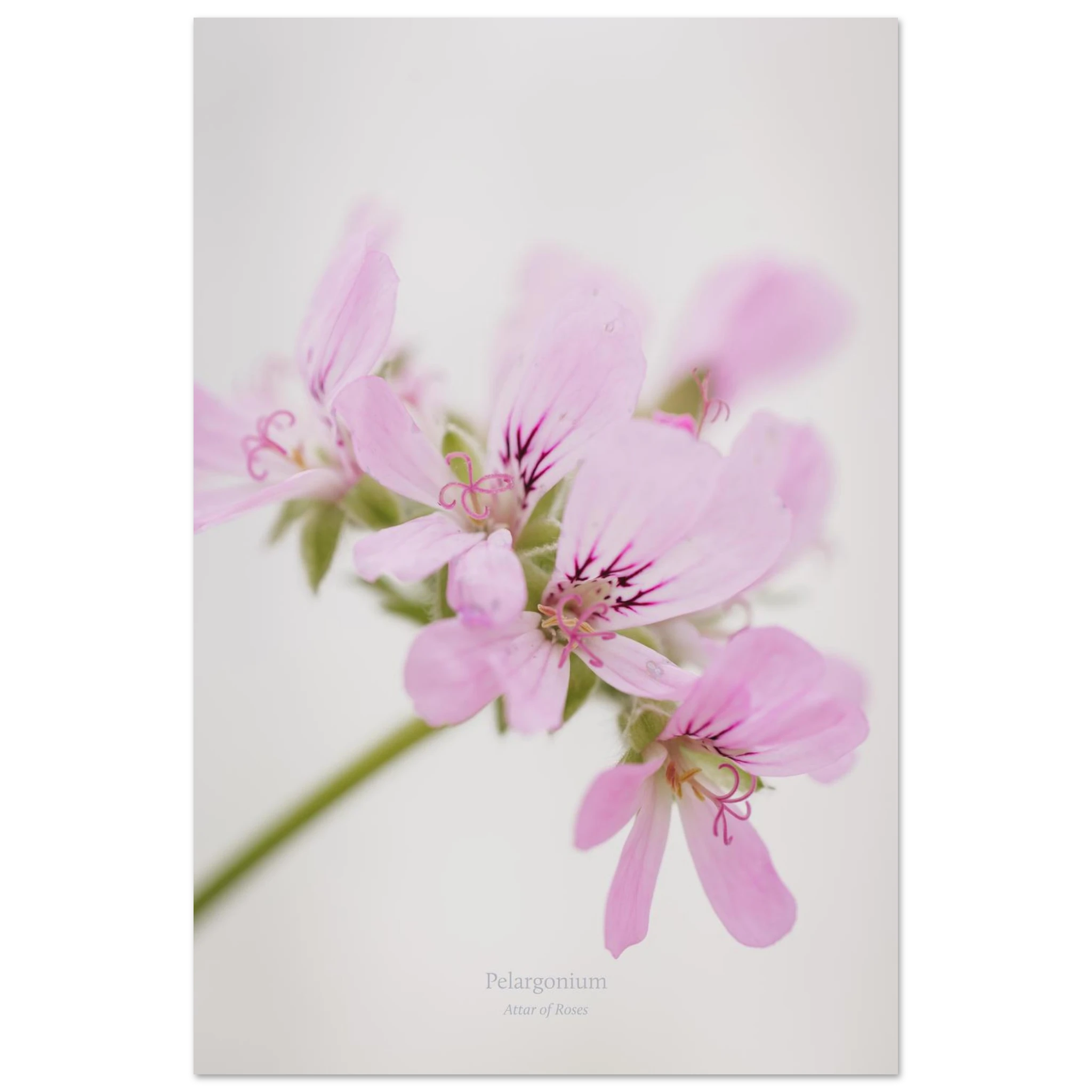 3177cab0-aac0-44ff-8172-d370268647f4