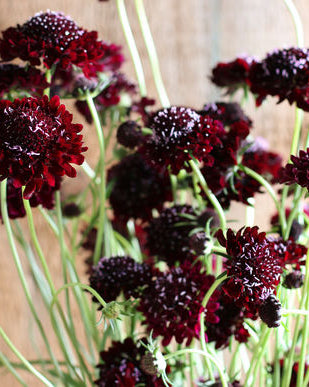 32037_Ett_rige_scabiosa_Black_Knight_1