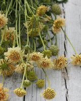 32565_Ett_rige_scabiosa_Fata_Morgana_1