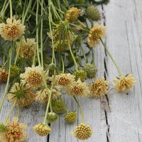 32565_Ett_rige_scabiosa_Fata_Morgana_1