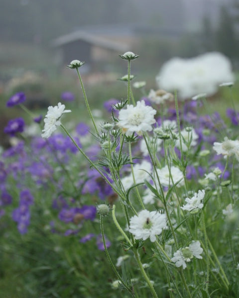 34860_Scabiosa_Fama_hvit_2
