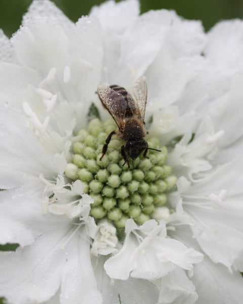 34860_Scabiosa_Fama_hvit_4