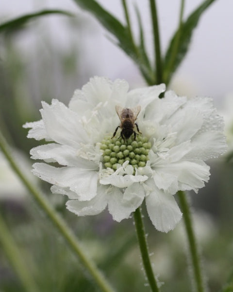 34860_Scabiosa_Fama_hvit_5