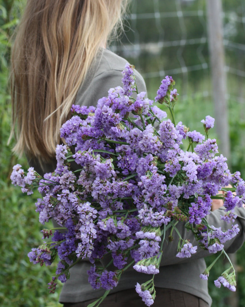 36549_Statice_Pastel_Blue_1