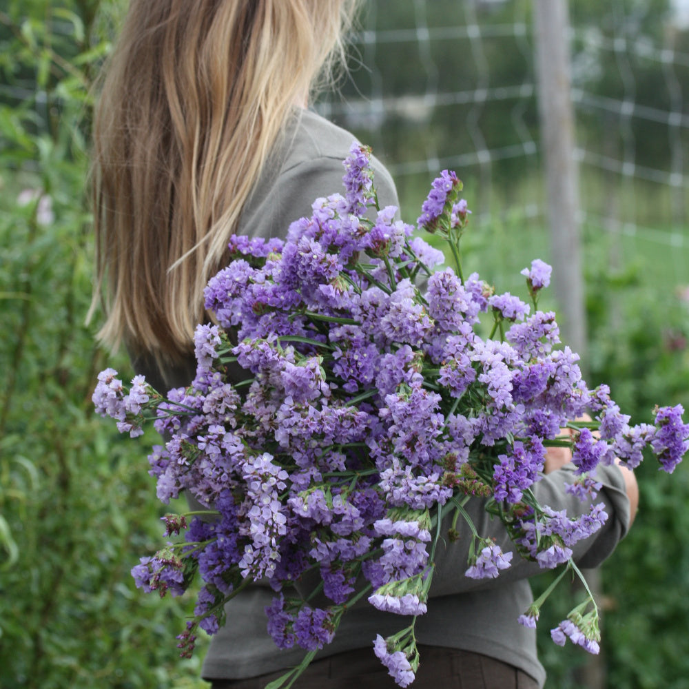 36549_Statice_Pastel_Blue_1