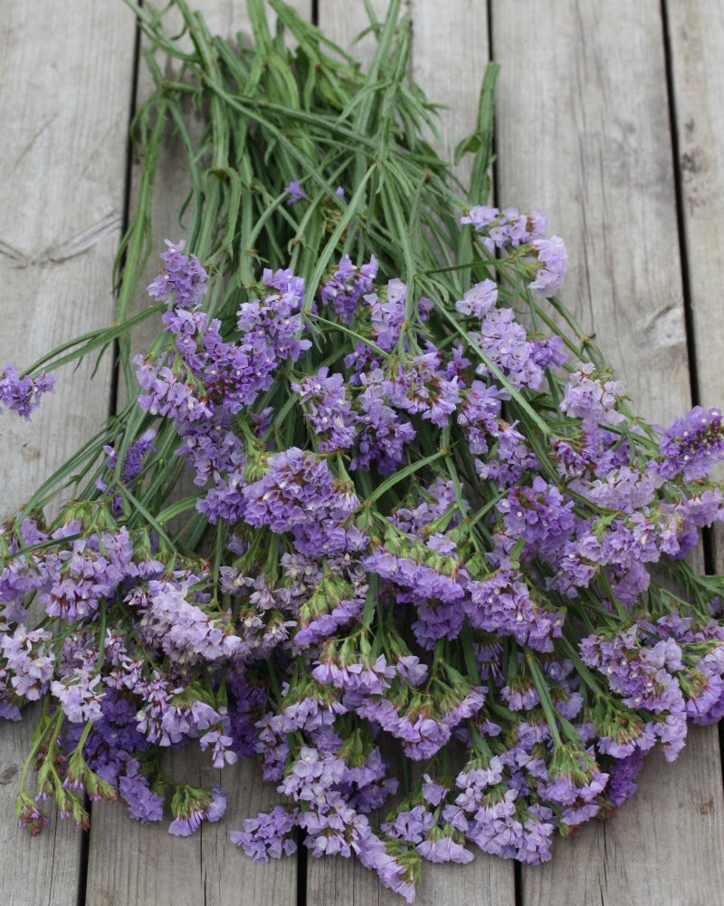 36549_Statice_Pastel_Blue_3