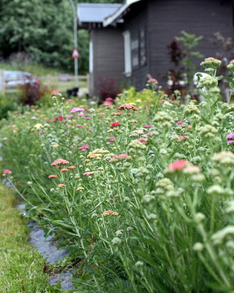 Bakkeryllik Colorado frø fra Blomsterhagen