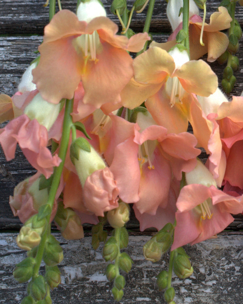 Løvemunn Chantilly Light Salmon frø - nærbilde av blomstene i lys aprikos-laksfarget tone