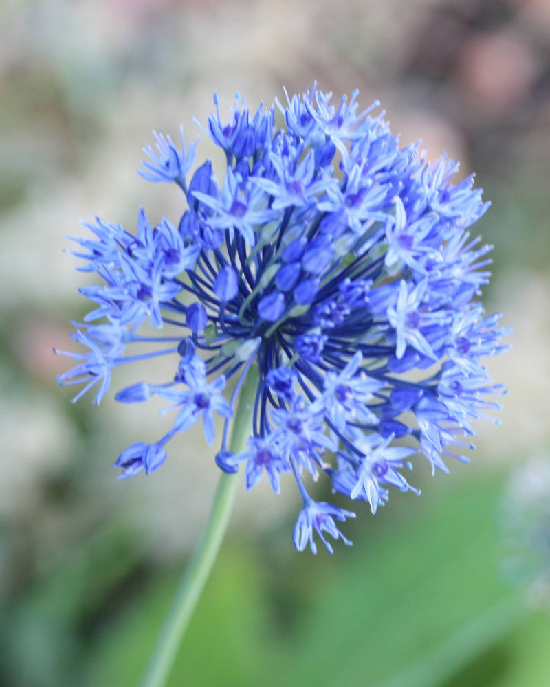 Azurløk Allium caeruleum – rundt blomsterhode i klar himmelblå farge