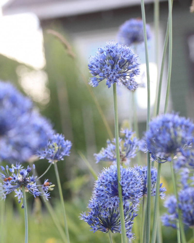 Azurløk Allium caeruleum – nærbilde av blått blomsterhode på slank stilk, høyde ca. 40–60 cm