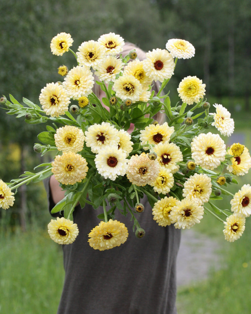 46442_Ringblomst_Snow_Princess_1