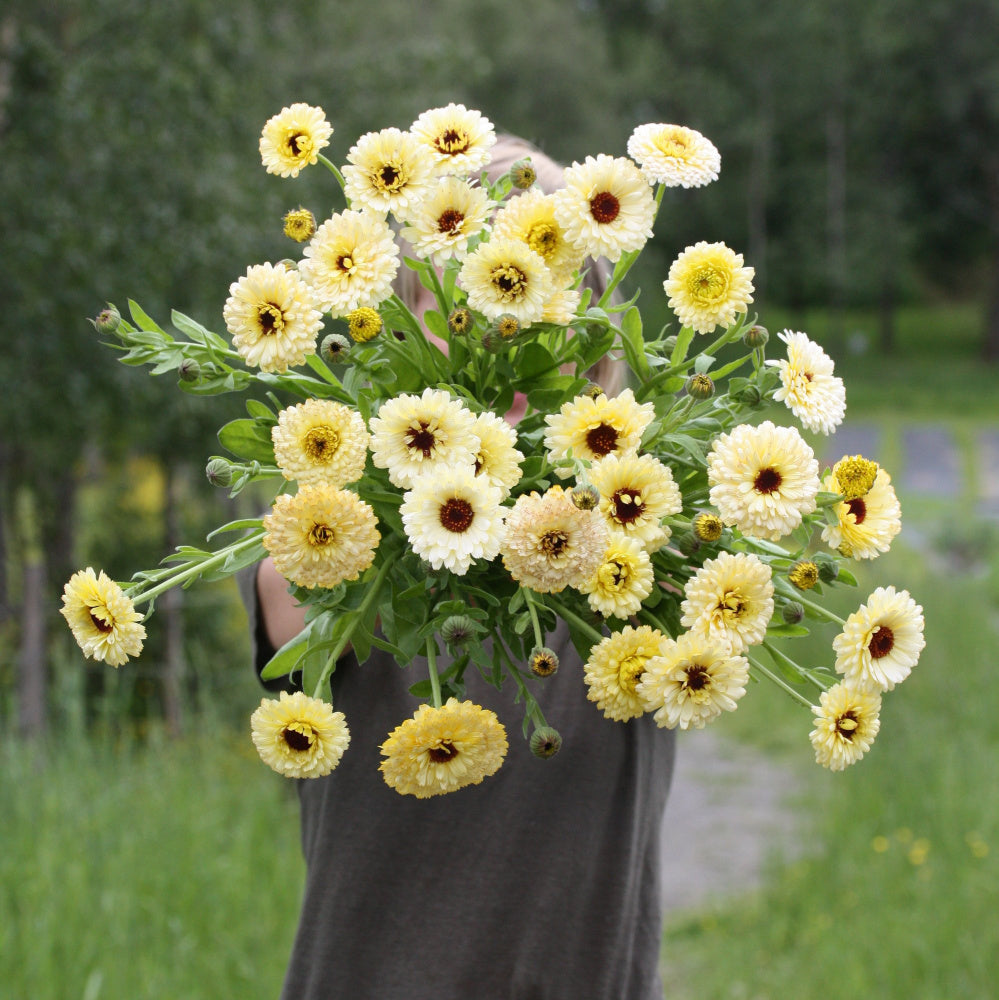 46442_Ringblomst_Snow_Princess_1