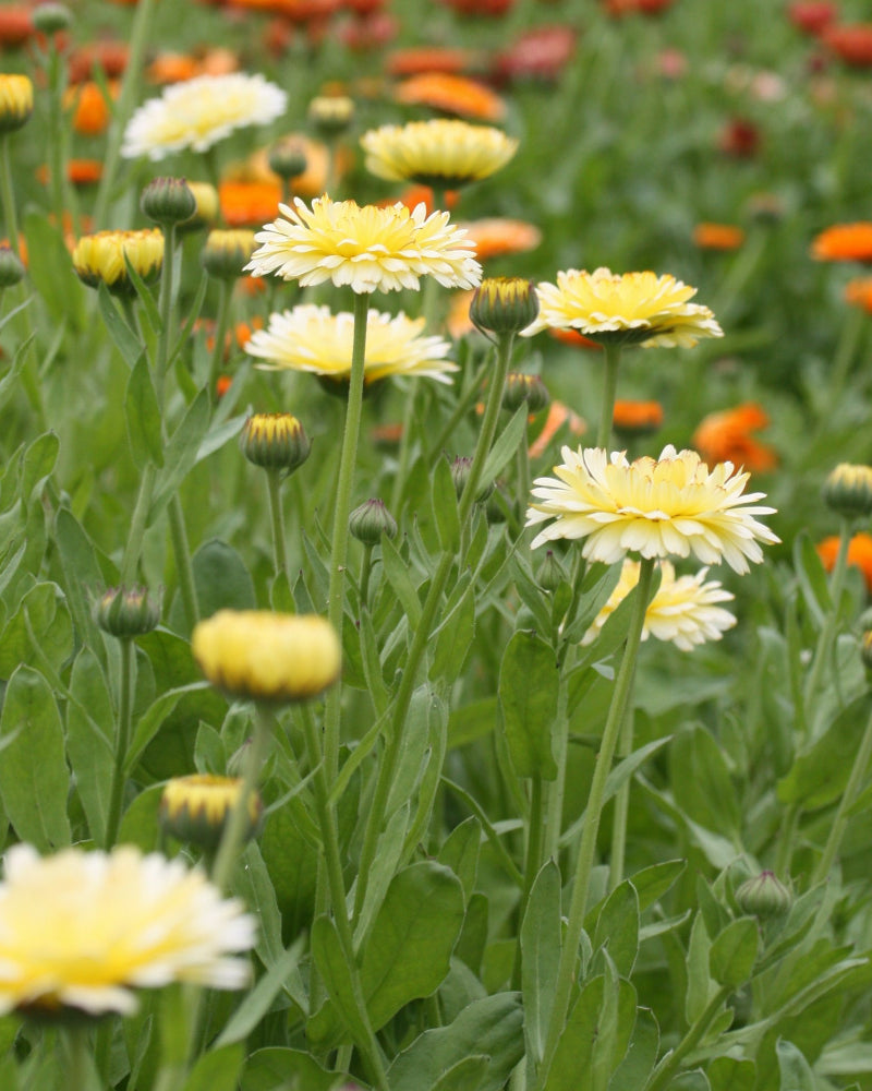 46442_Ringblomst_Snow_Princess_2