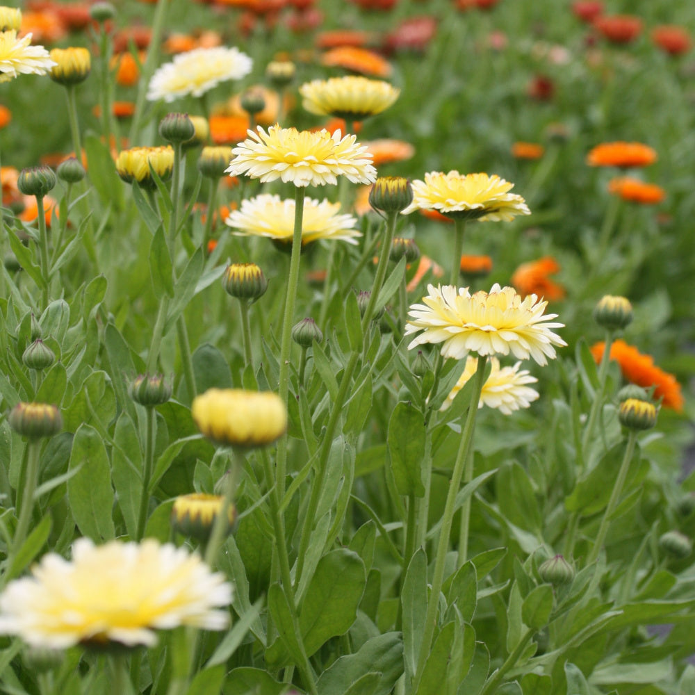 46442_Ringblomst_Snow_Princess_2