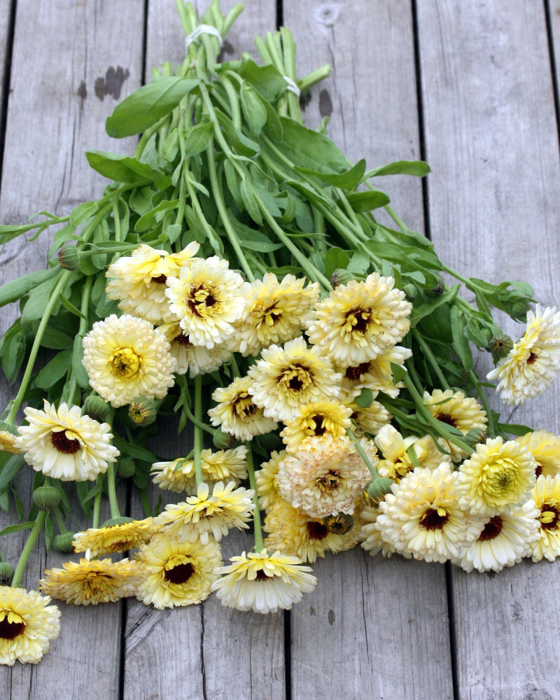 46442_Ringblomst_Snow_Princess_3