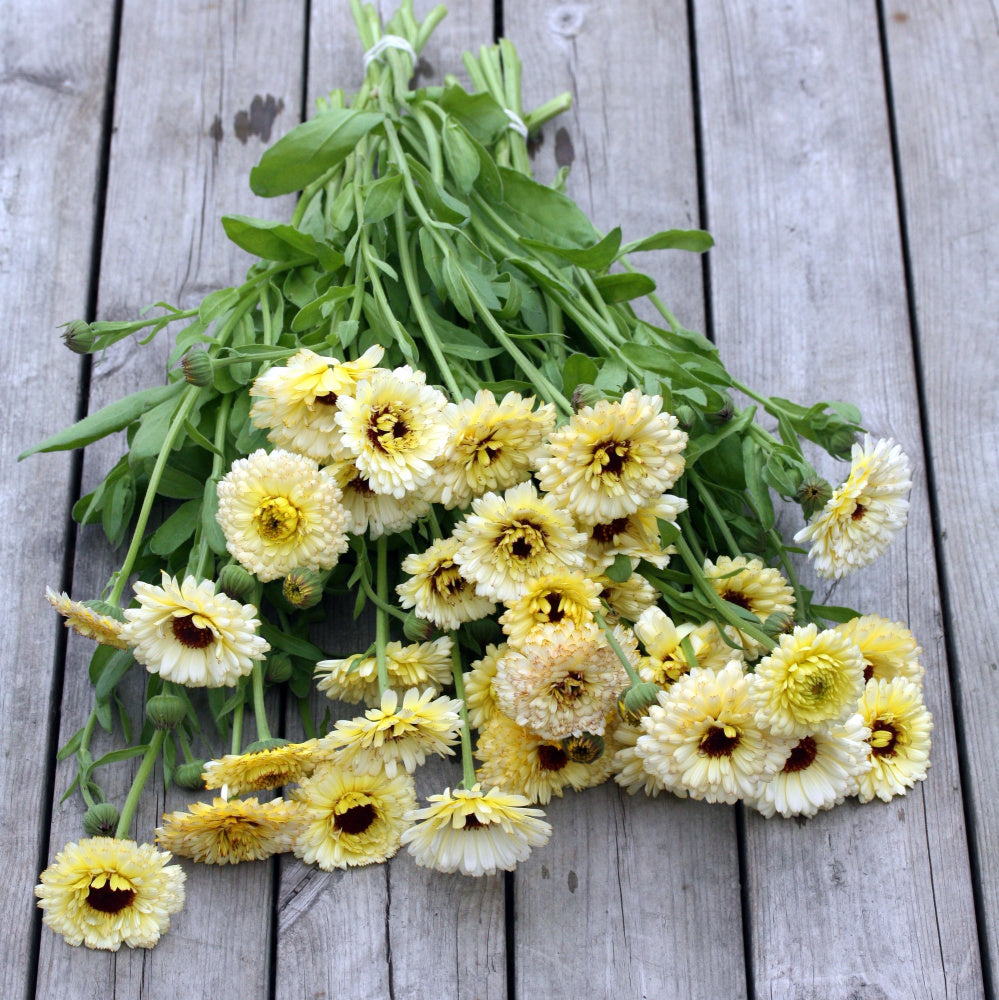 46442_Ringblomst_Snow_Princess_3