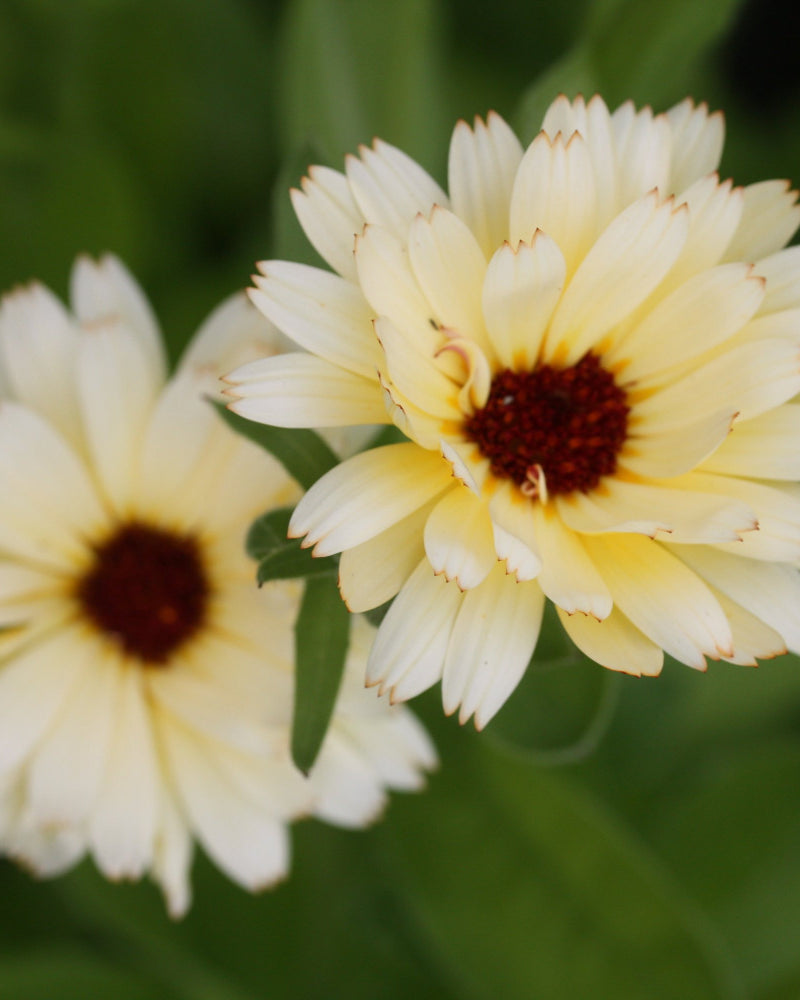 46442_Ringblomst_Snow_Princess_4