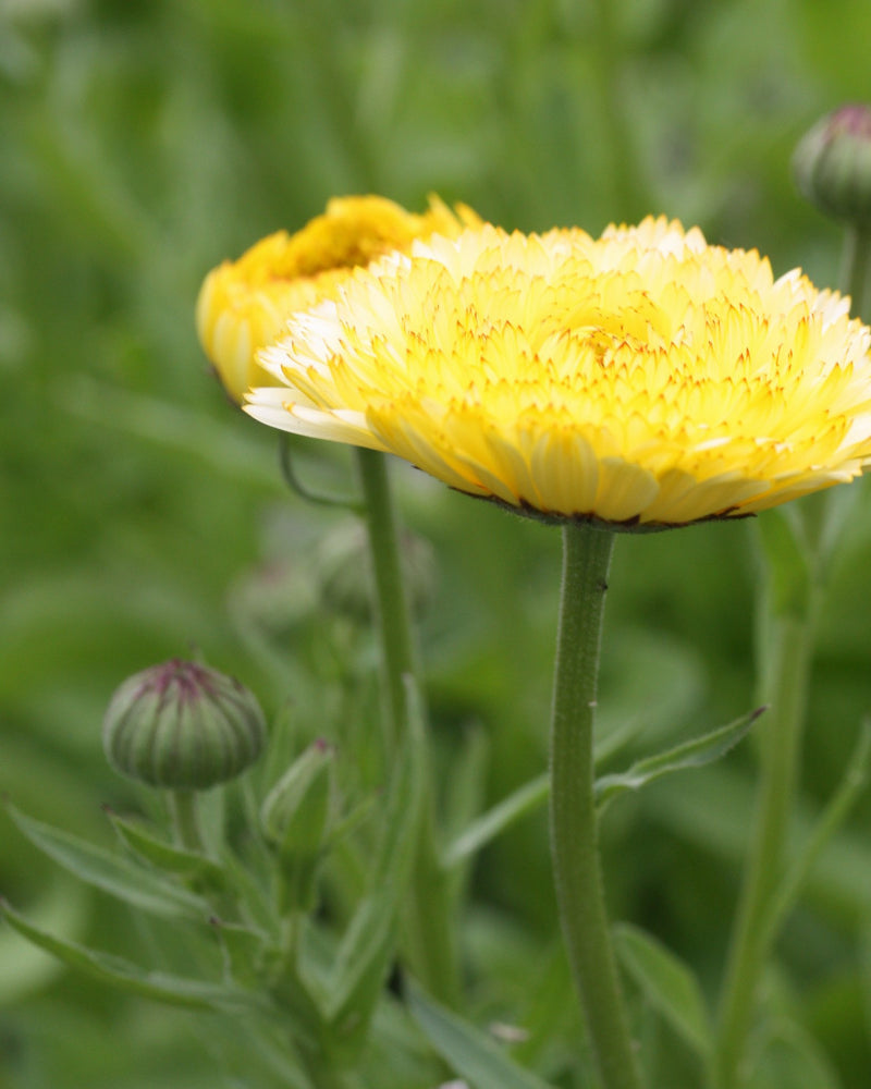 46442_Ringblomst_Snow_Princess_5