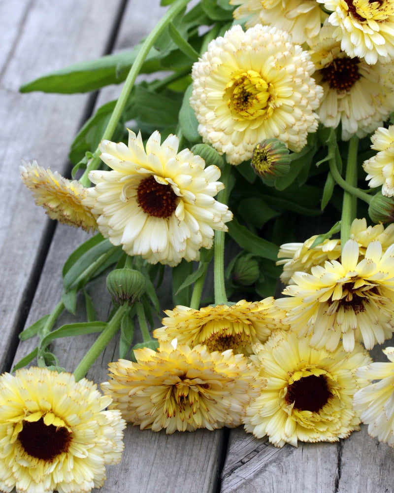 46442_Ringblomst_Snow_Princess_6