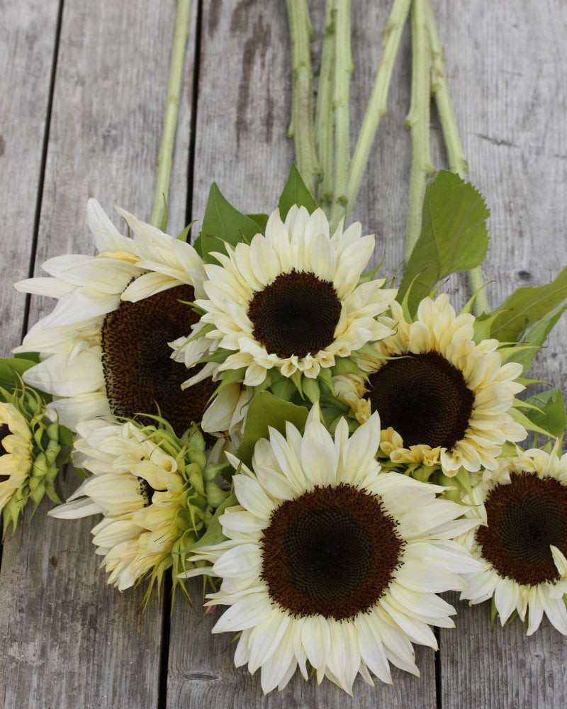 48555_Solsikke_Procut_White_and_Black_1