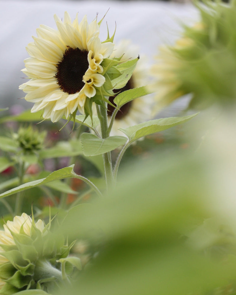 48555_Solsikke_Procut_White_and_Black_2