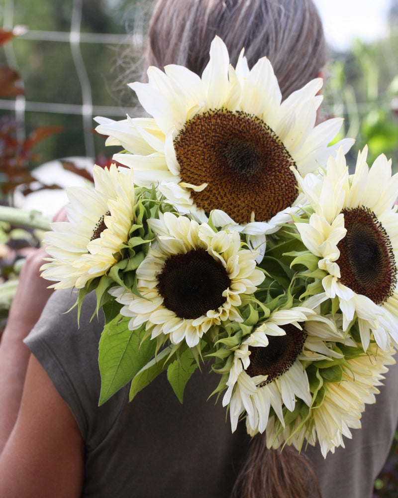 48555_Solsikke_Procut_White_and_Black_3