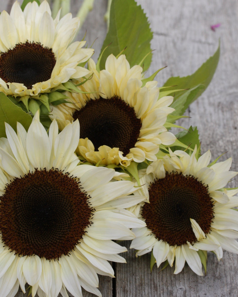 48555_Solsikke_Procut_White_and_Black_4