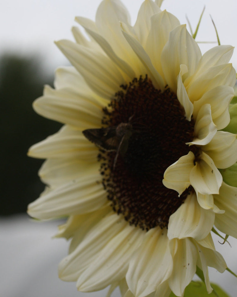 48555_Solsikke_Procut_White_and_Black_5