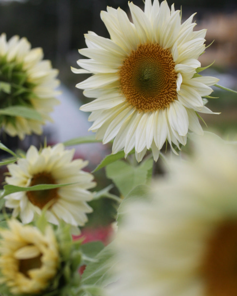 48714_Solsikke_Procut_White_and_Cream_1