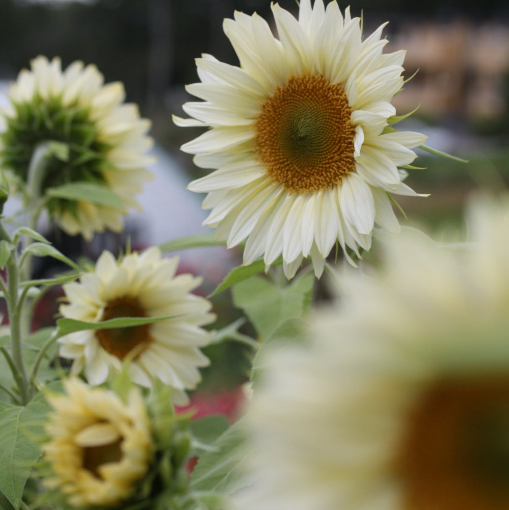 48714_Solsikke_Procut_White_and_Cream_1