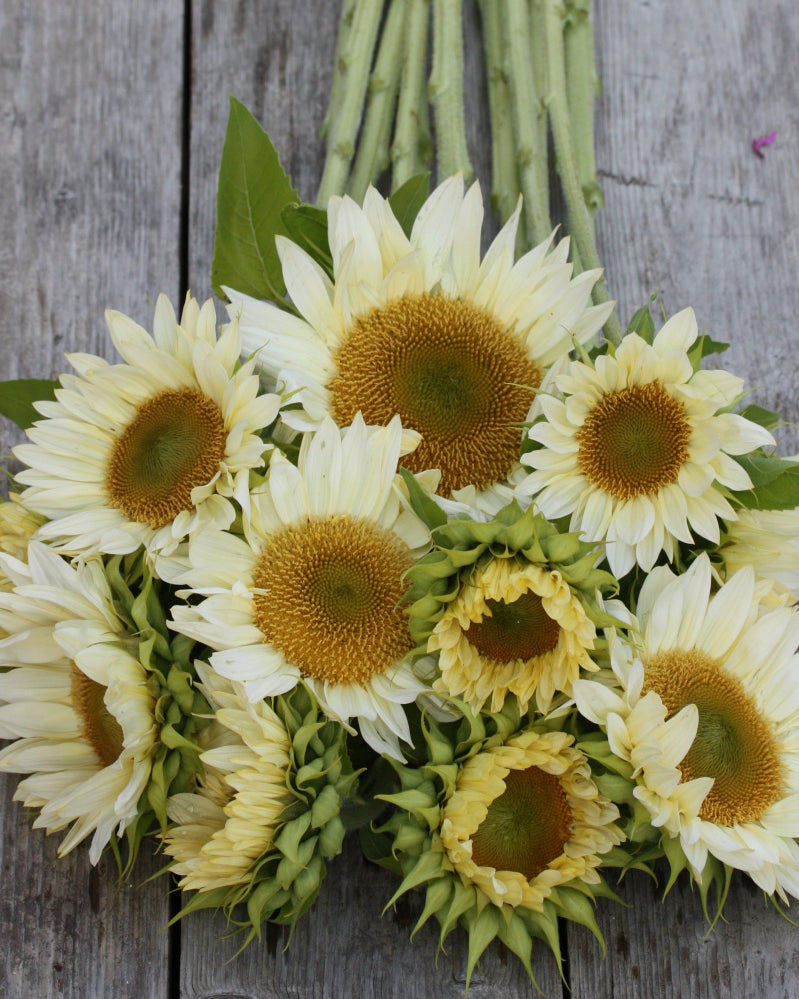 48714_Solsikke_Procut_White_and_Cream_2