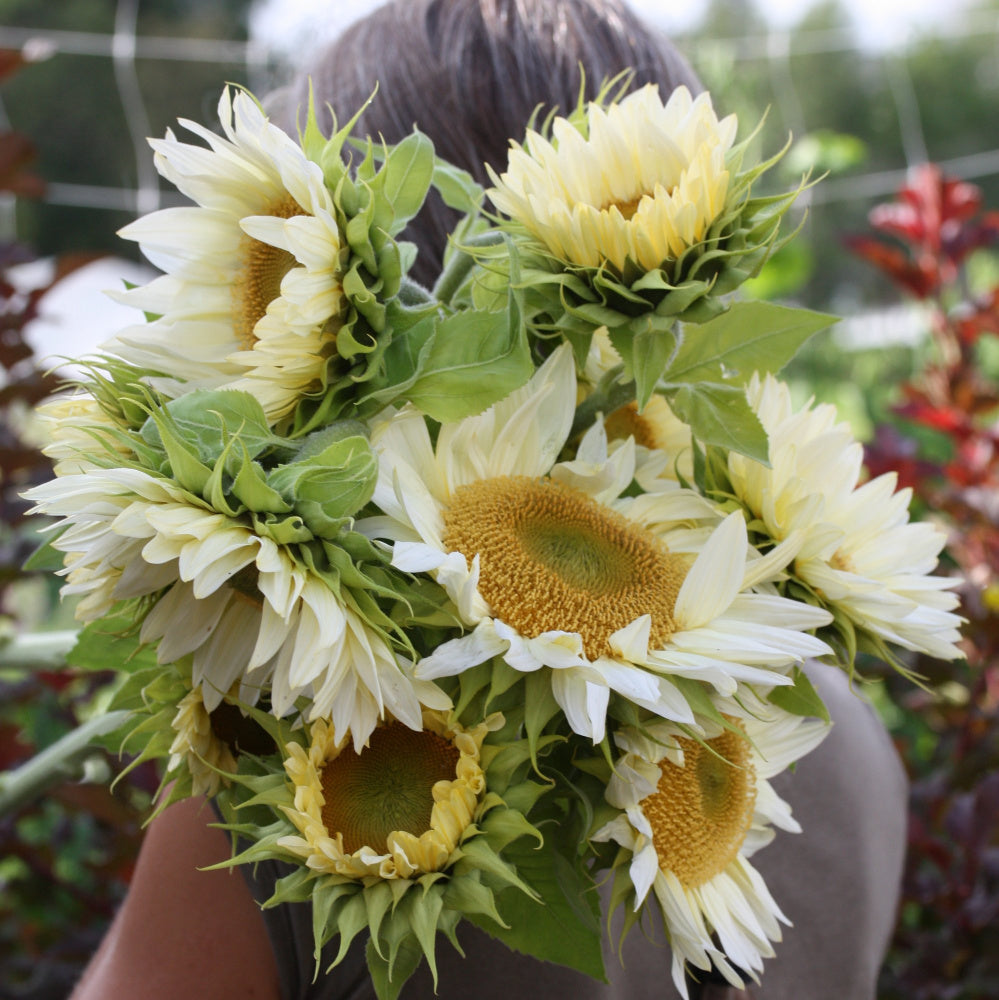 48714_Solsikke_Procut_White_and_Cream_3