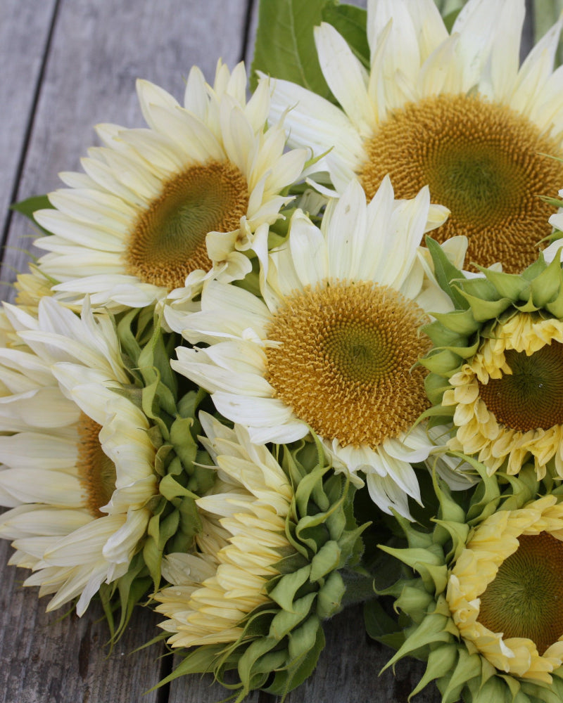 48714_Solsikke_Procut_White_and_Cream_4