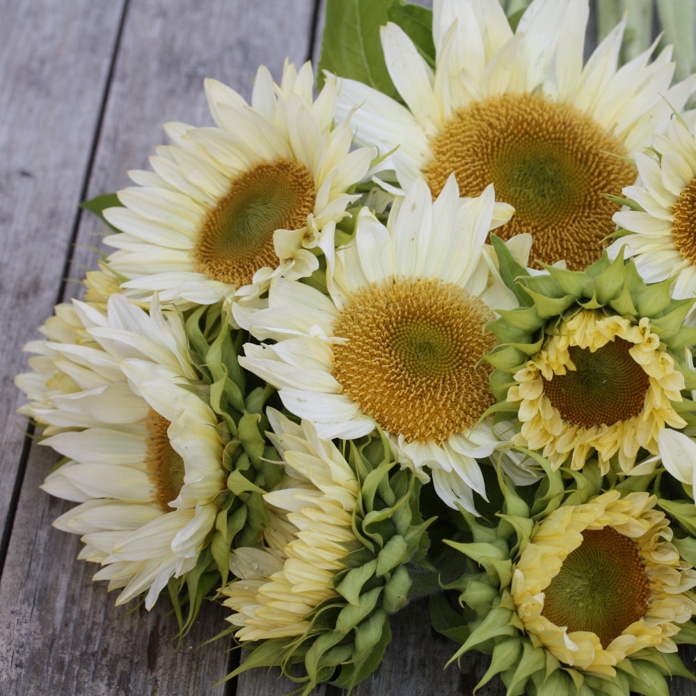 48714_Solsikke_Procut_White_and_Cream_4