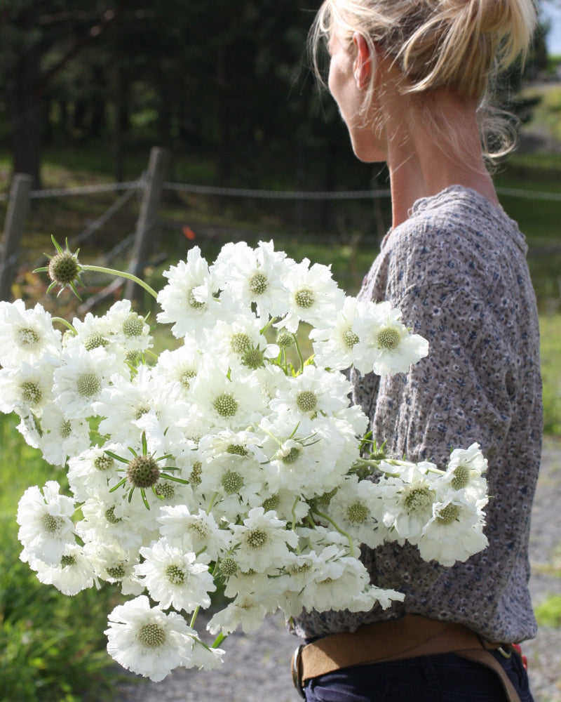 50733_Scabiosa_Fama_hvit_1