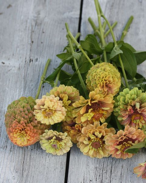 Zinnia Queen Lime with Blush i myke pudderrosa og grønne toner