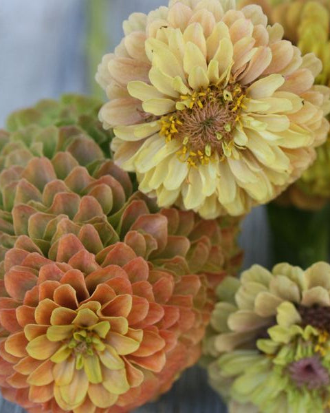 Zinnia Queen Lime with Blush - robust og rikblomstrende snittblomst