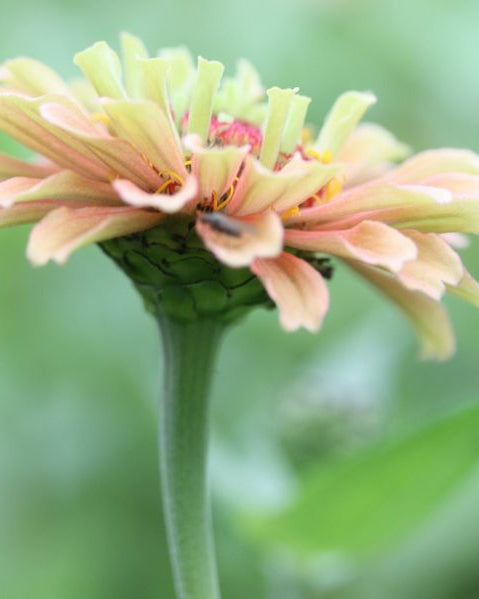Zinnia Queen Lime with Blush i varierende nyanser perfekt som snittblomst