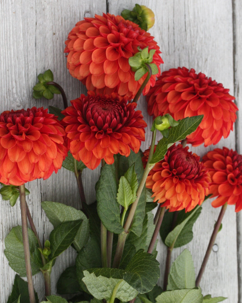 Brown Sugar georgine - sidebilde som viser blomstens struktur