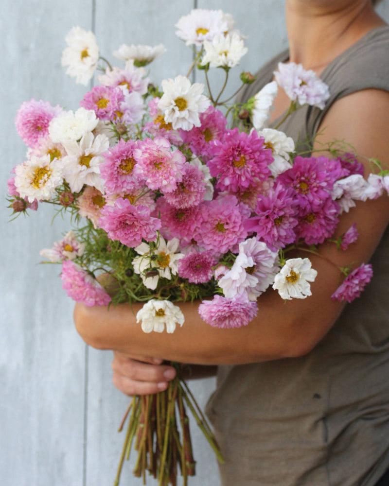 Cosmos Double Click Bicolor Pink tofargede rosa snittblomster