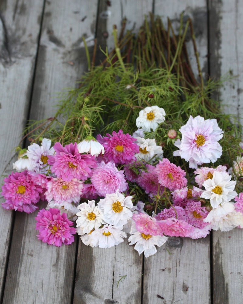 Cosmos Double Click Bicolor Pink ettårig blomst med sterke stengler