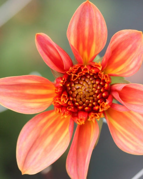 Dahlia Totally Tangerine - nærbilde av anemoneblomst med korall og ferskenfargede kronblad